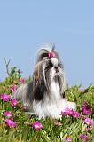 SHIH TZU 023